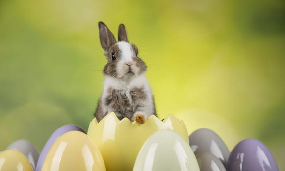 Baby bunny and egg, easter background