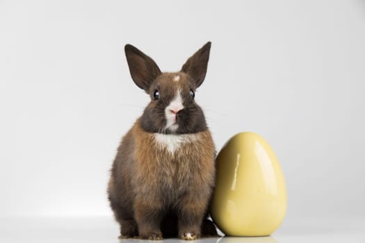 Eggs,Animal Baby bunny, happy easter background
