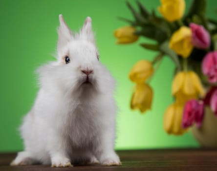 Spring baby bunny, happy easter background
