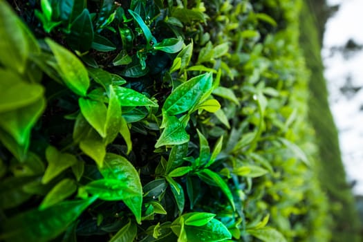 Field tea asia, sri lanka