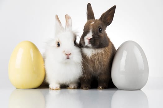 Eggs,Animal Baby bunny, happy easter background