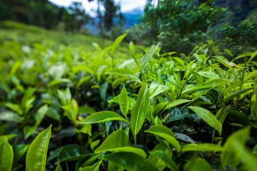 Sri lanka, Asia, Beautiful fresh green tea plantation