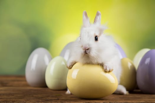 Baby bunny and egg, easter background
