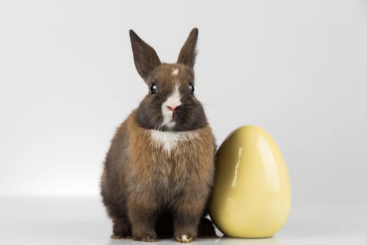 Eggs,Spring baby bunny, happy easter background