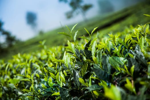 Fresh green tea plantation at Sri lanka
