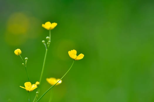 buttercups in a meadow with green blurred background