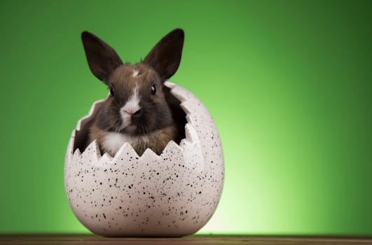 Egg,Little bunny, happy easter background