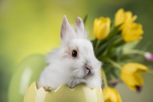 Egg,Little bunny, happy easter background