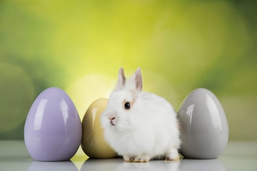 Rabbit, Bunny and easter eggs