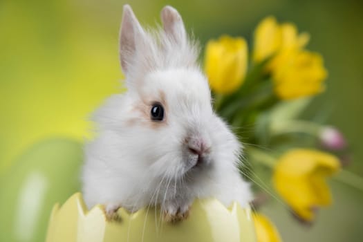 Baby bunny and egg, easter background