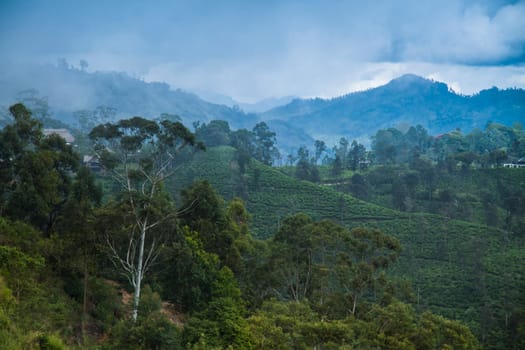 Fresh green tea plantation at Sri lanka