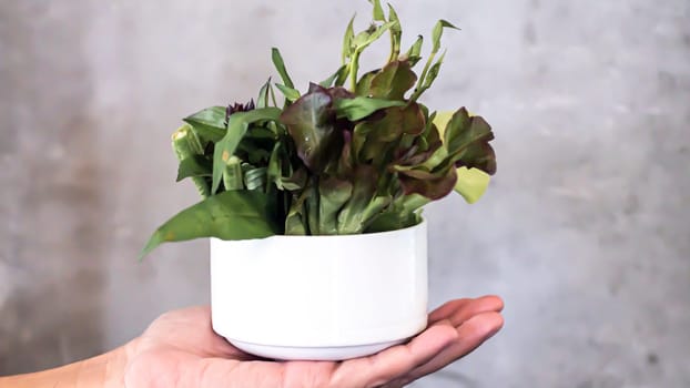 Hands holding white bowl with different fresh farm vegetables. Autumn harvest and healthy organic food concept . Organic fresh harvested vegetables.