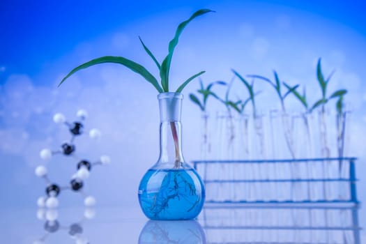Plant in a test tube of the scientist