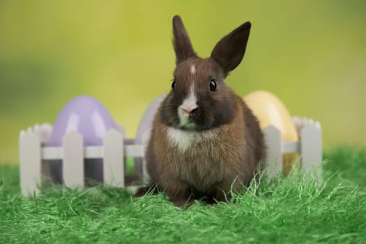 Rabbit, Bunny and easter eggs