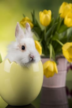 Little bunny, happy easter background