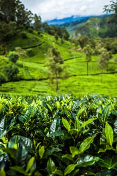 Close up of fresh tea leaves