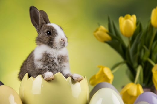 Egg,Little bunny, happy easter background
