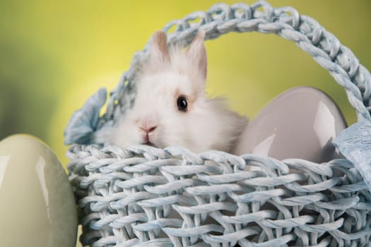 Rabbit, Bunny and easter eggs