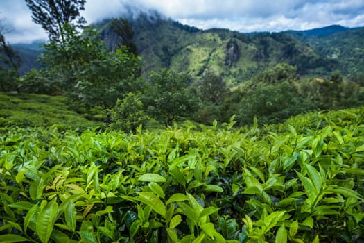 Fresh green tea plantation at Sri lanka