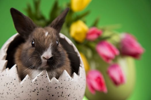 Egg,Little bunny, happy easter background