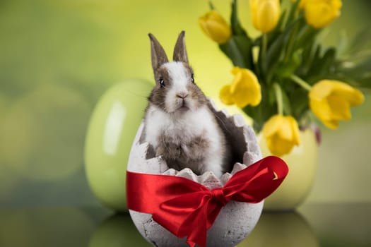 Baby bunny and egg, easter background