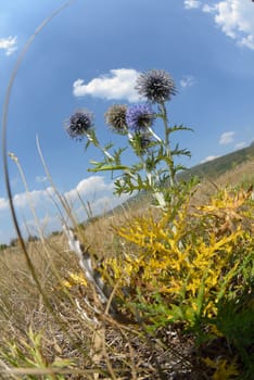 authentic nature landscape on summer time with fisheye lens