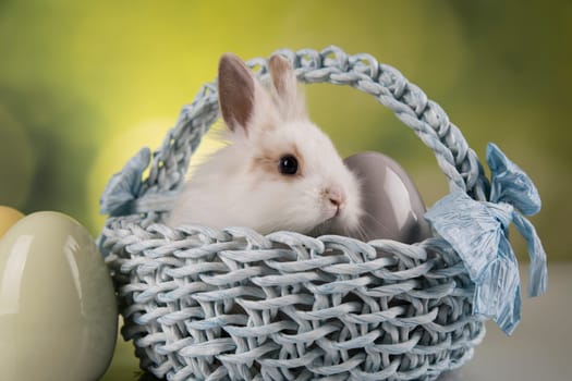 Baby bunny and egg, easter background