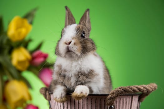 Spring baby bunny, happy easter background