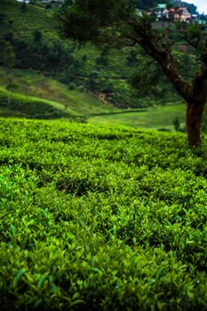 Field of green tea plantation