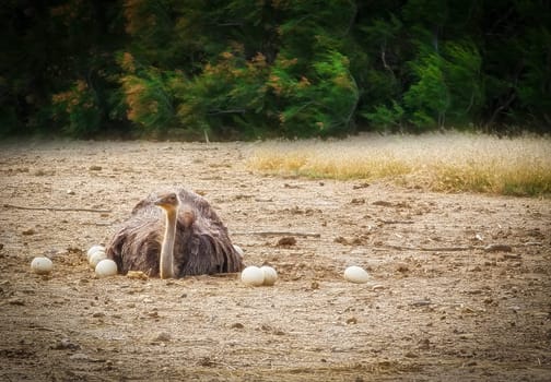 The Male African ostrich in nest sitting on the eggs until they hatch