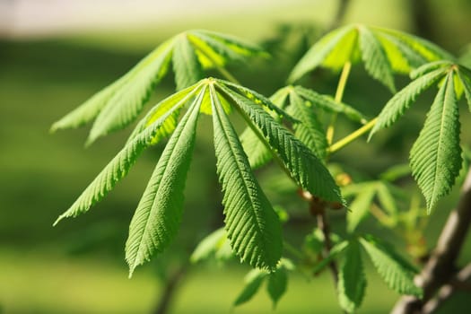 Bright green leaves chestnut horse in spring close-up