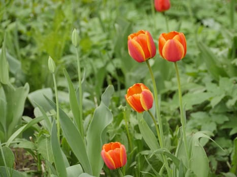 Big red tulips bloom in the garden in spring
