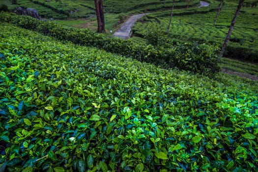 Field tea asia, sri lanka