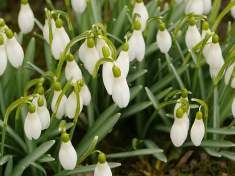 snowdrops white primroses sway easily close-up