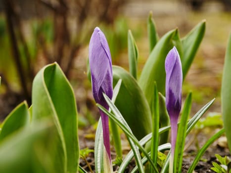 Crocus purple spring flowers primroses close-up