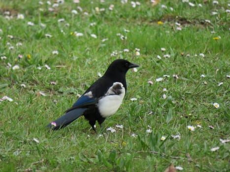 beautiful magpie black white bird flight animal beak