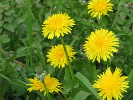 beautiful flowers of natural colors spring pollen aroma