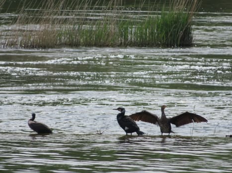 black bird fishing river swim big dry wings