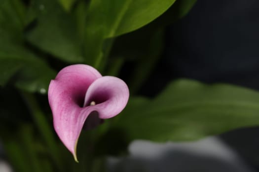 beautiful cove purple flower amazing natural green color