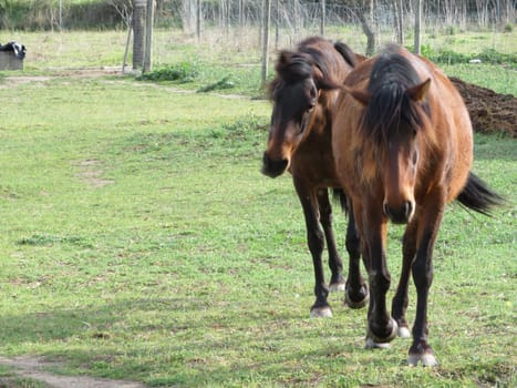 big domestic animal horse rides beautiful quiet dressage