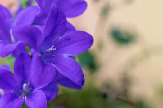 Group of blooming blue bellflower on the left side of photo. Horizontally.