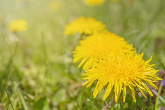 Closeup view of three dandelion flowers in row. Horizontally.