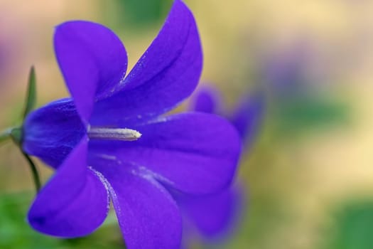 One blooming blue bellflower closeup. Horizontally.