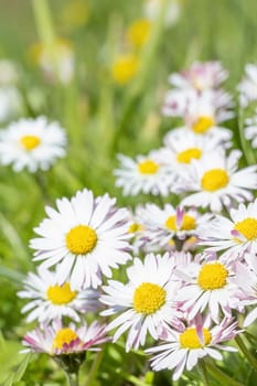 Background of group of daisy flower. Vertically.