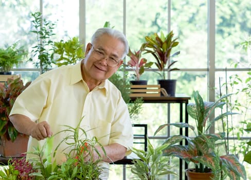 The retired grandfather spent the holidays taking care of the indoor garden. The morning atmosphere in the greenhouse planting room.