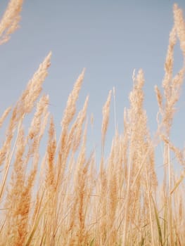 cereal spikes in the sun