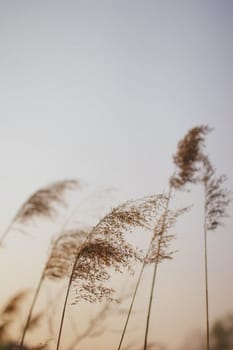 cereal spikes in the sun