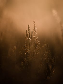 cereal spikes in the sun