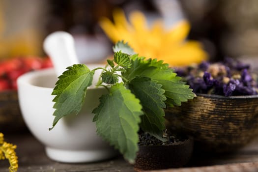Fresh medicinal herbs on wooden background