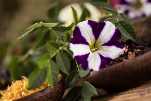Herbs medicine and vintage wooden background